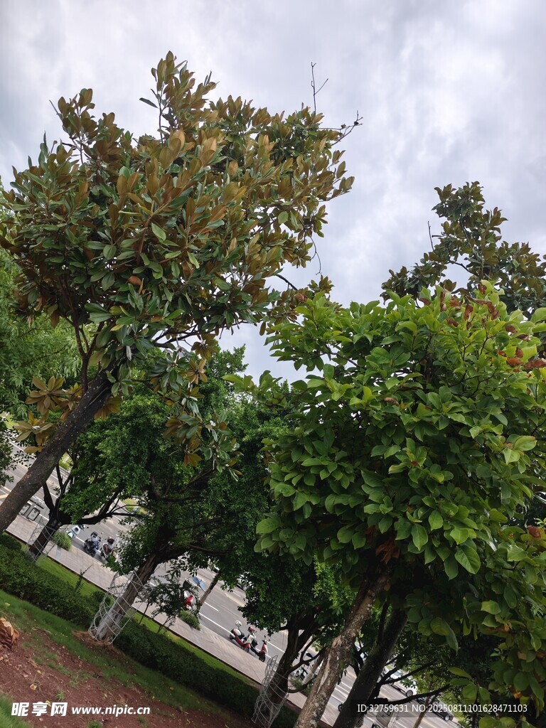 绿树成荫的户外景致