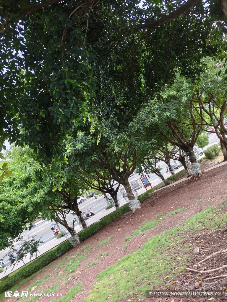 林荫小道