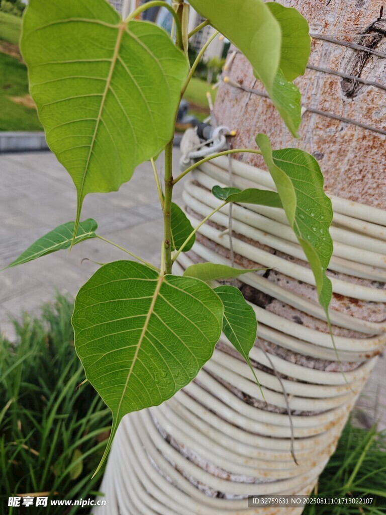 树干上的翠绿叶片