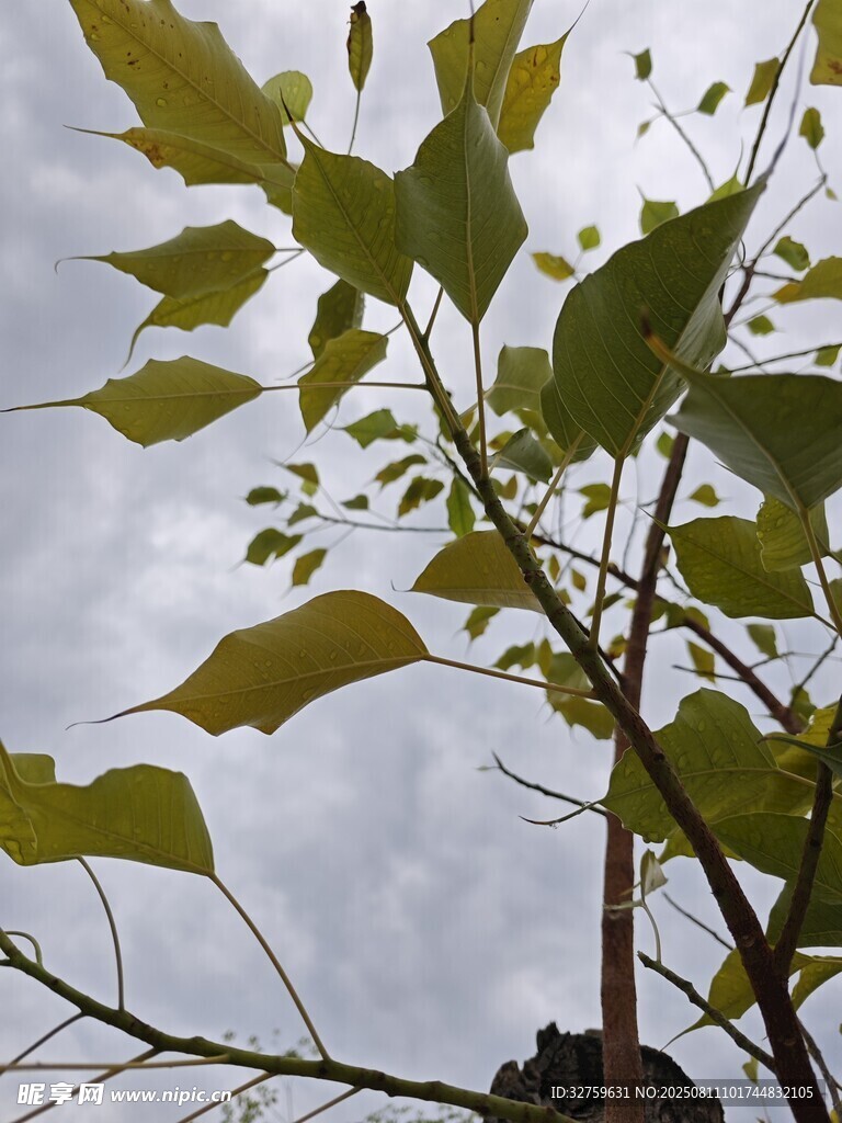 枝头绿叶映灰天