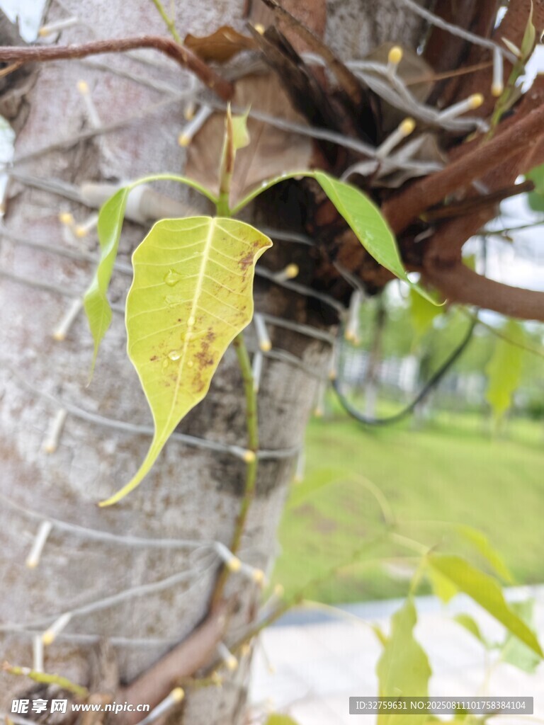 藤蔓缠绕树干的生机画面