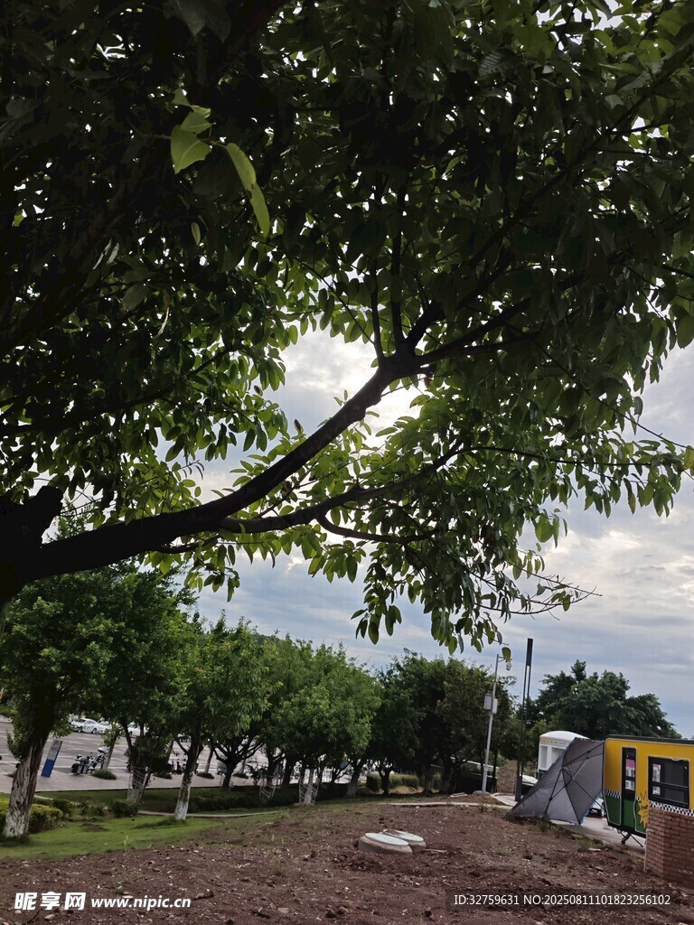 树下施工现场景象