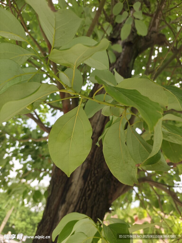 绿叶繁茂的树木景象