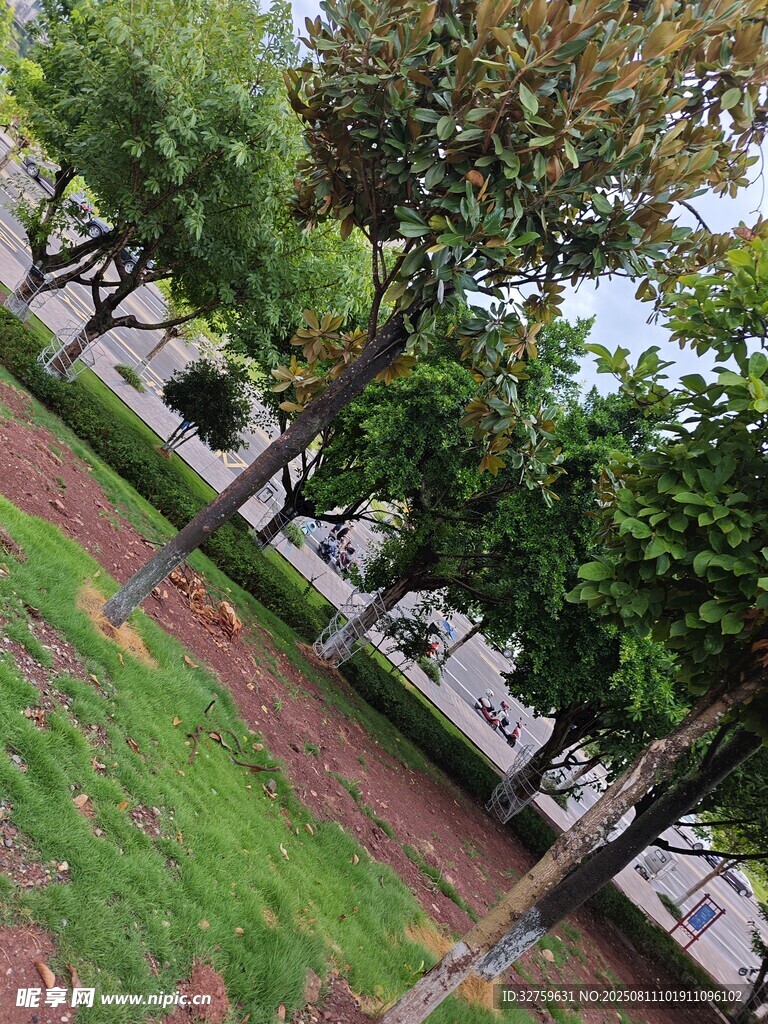 城市中的绿树与步道景观