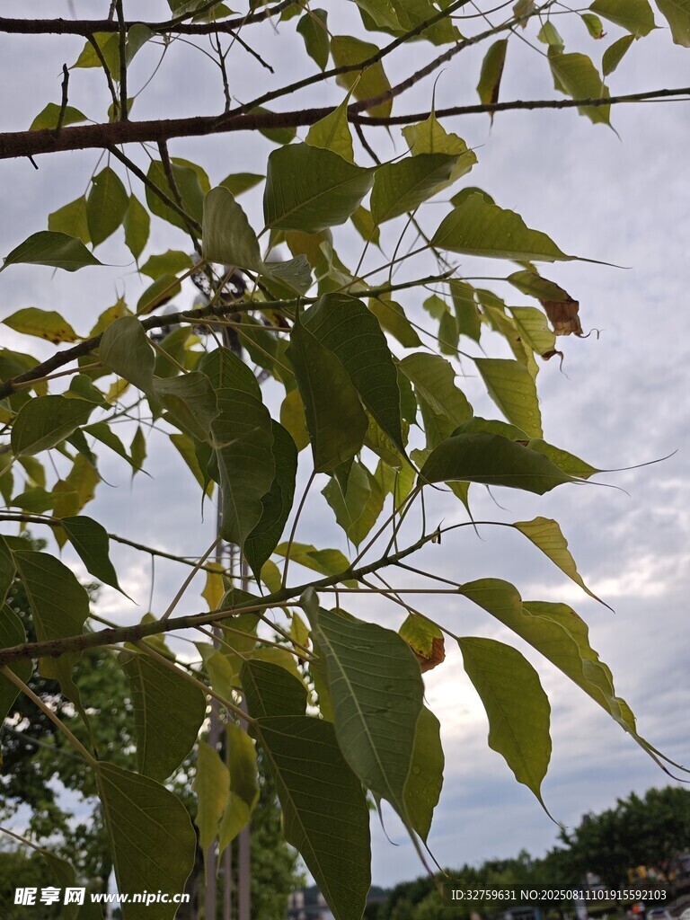 绿叶繁茂的树木景象
