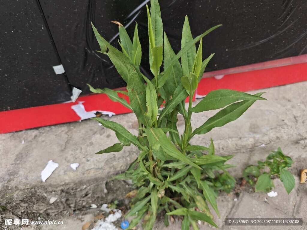 墙角生长的绿色植物