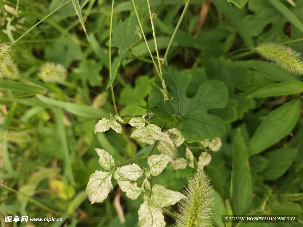 野外绿植与白色小花景象
