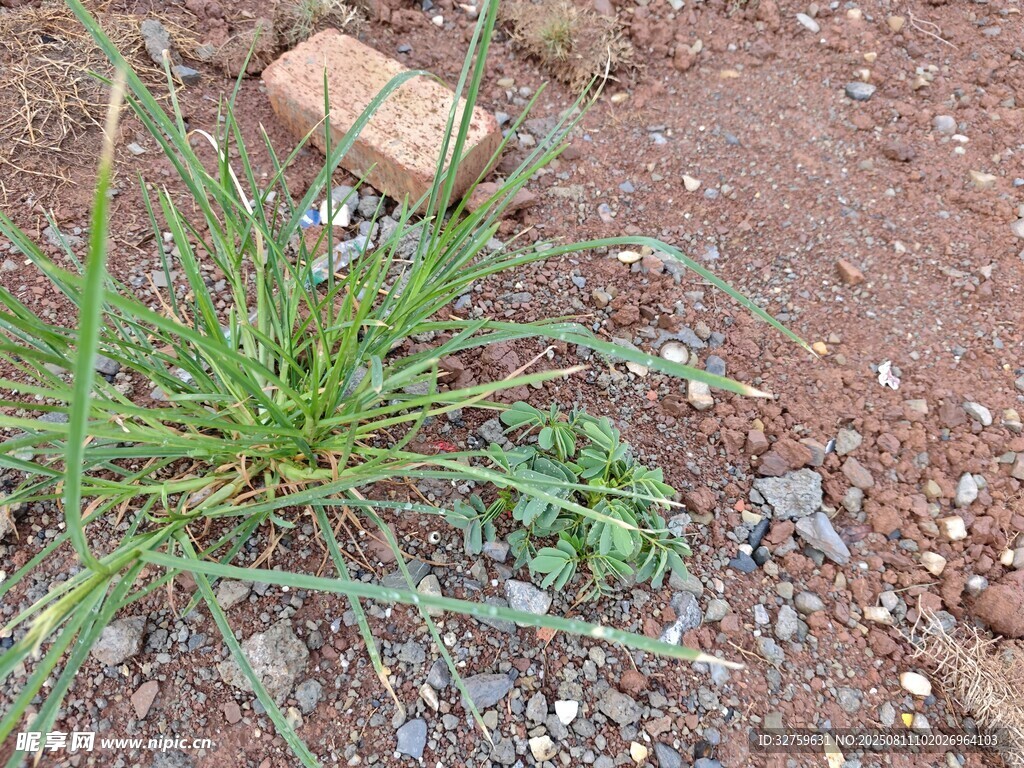 地面上的绿色杂草植物