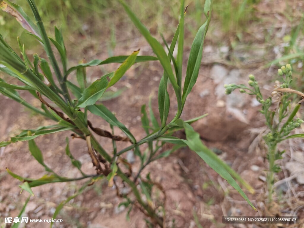 野外生长的绿色植物