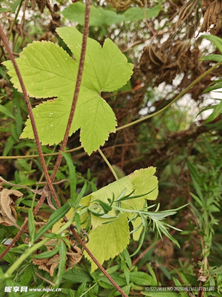 野外生长的三叶植物
