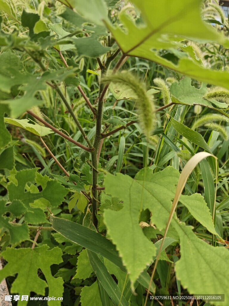 绿叶繁茂的植物景象