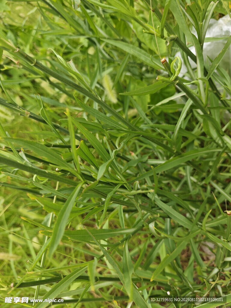 翠绿草丛中的一抹白