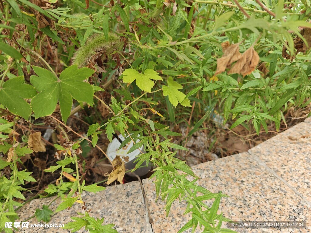 草丛中的多彩昆虫