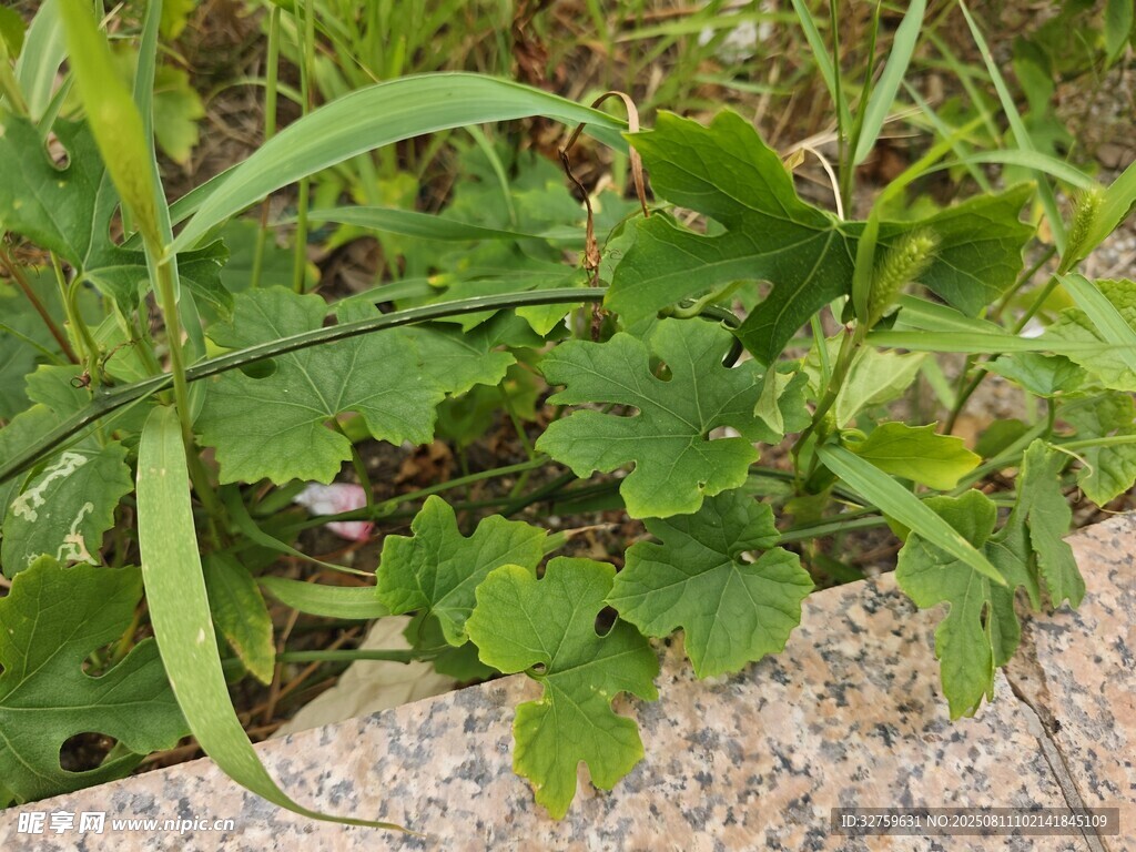 石边生长的翠绿植物