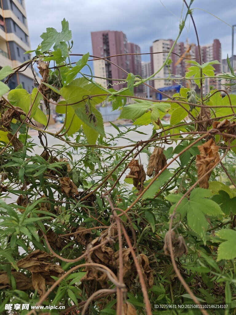 城市中繁茂的绿植景观