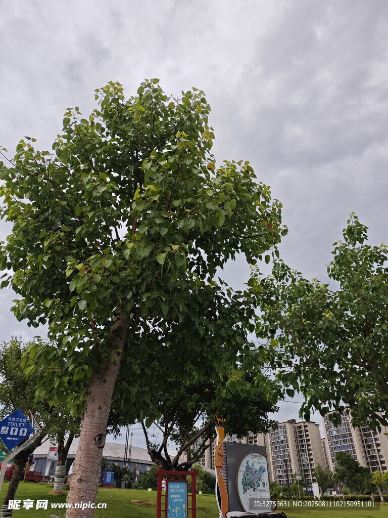 公园中葱郁大树下的景致