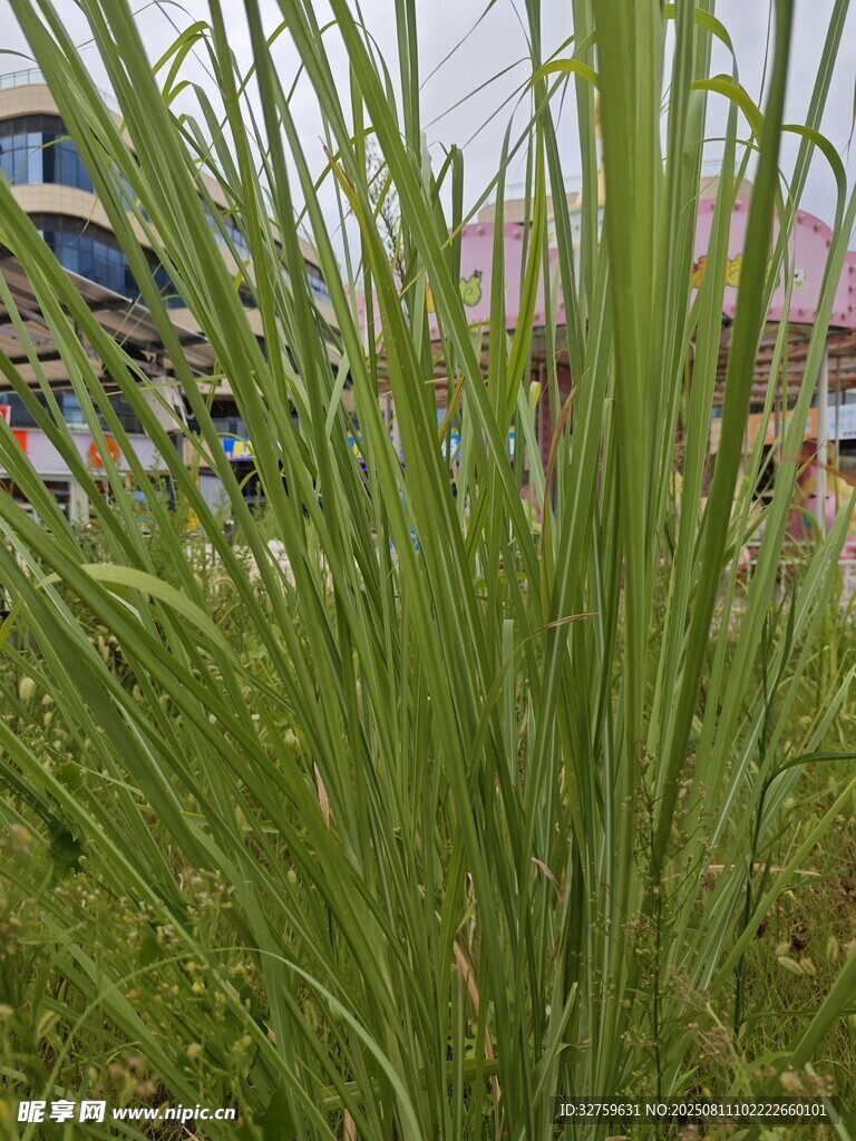 翠绿葱茏的蓬勃野草