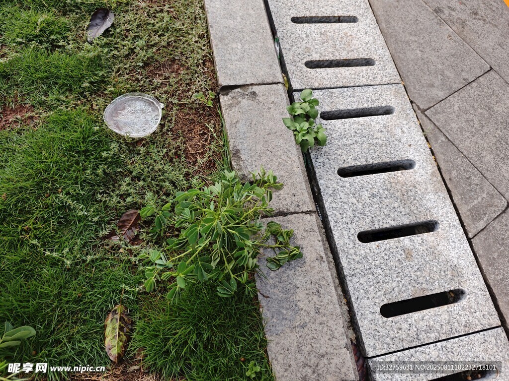 路边排水口旁的绿色植物
