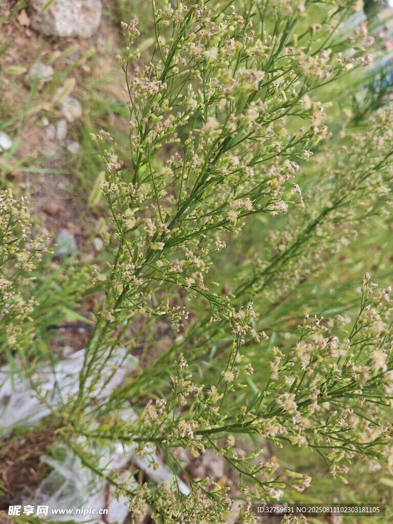 嫩绿繁茂的丛生植物
