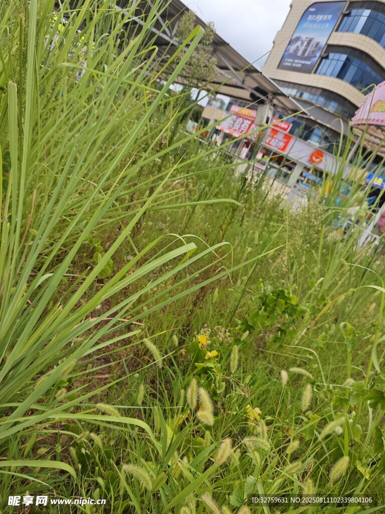 路边葱郁草丛与远处建筑