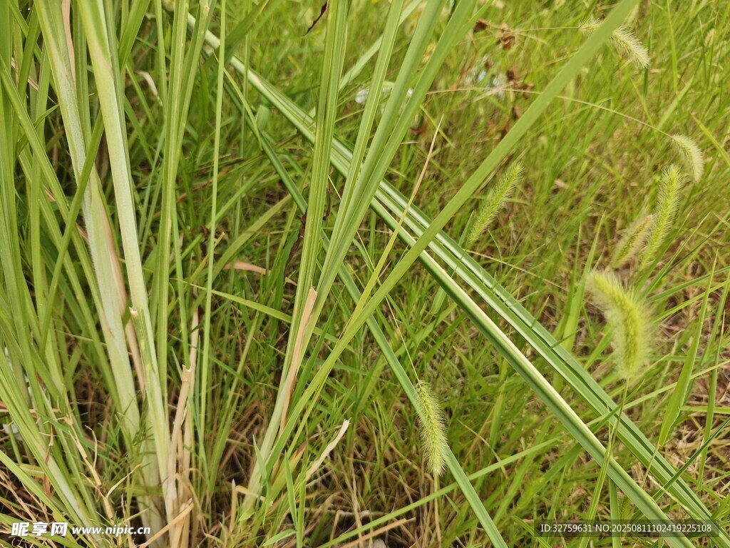 翠绿草丛特写