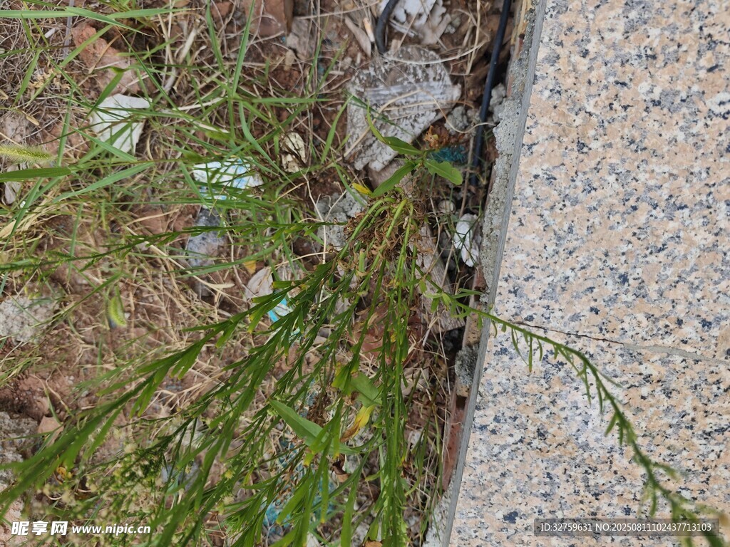 石缝中顽强生长的绿植
