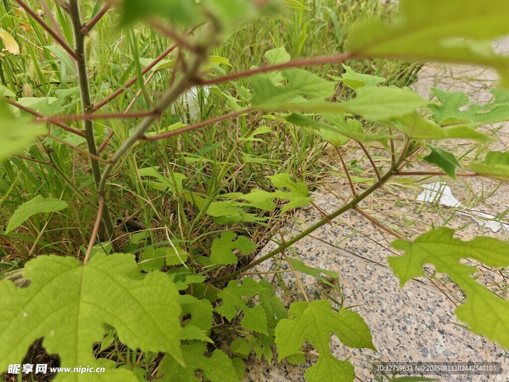 绿叶繁茂的植物特写