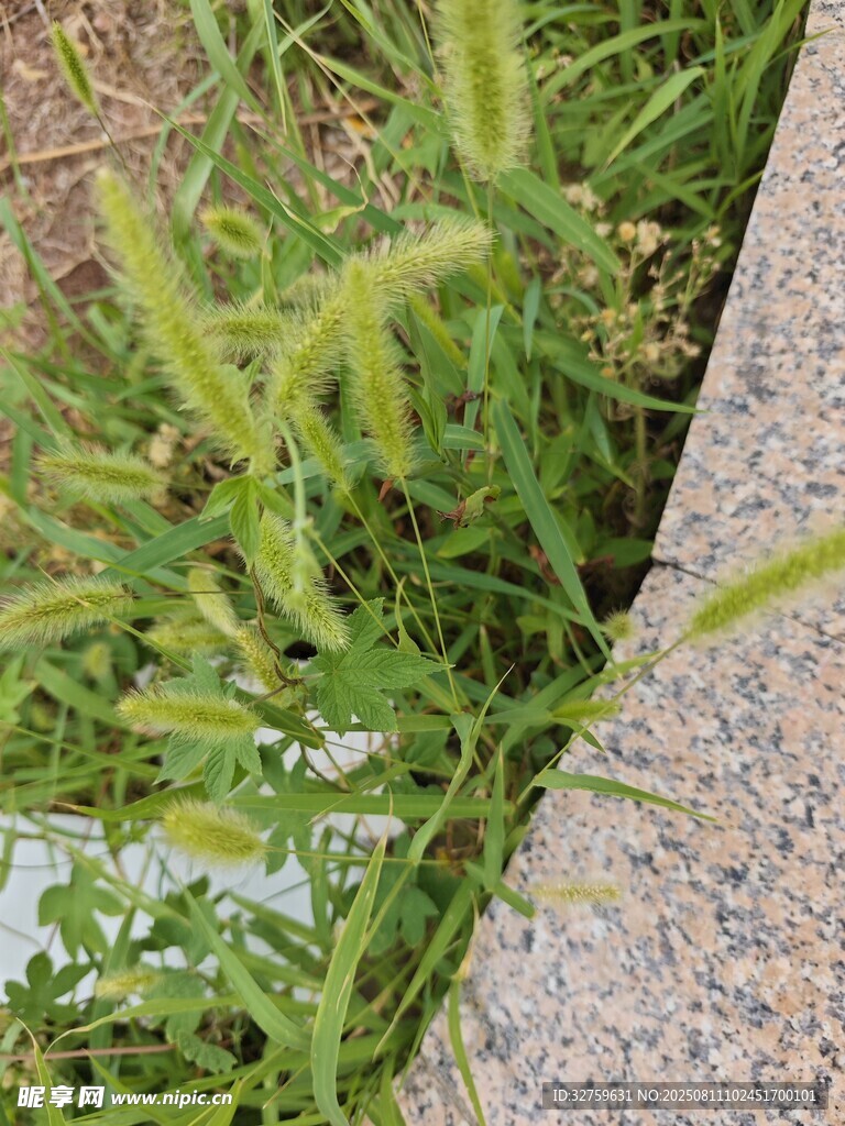 石缝间生长的嫩绿狗尾草