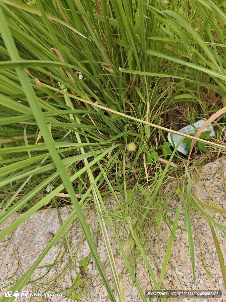 草丛中的绿色小物件