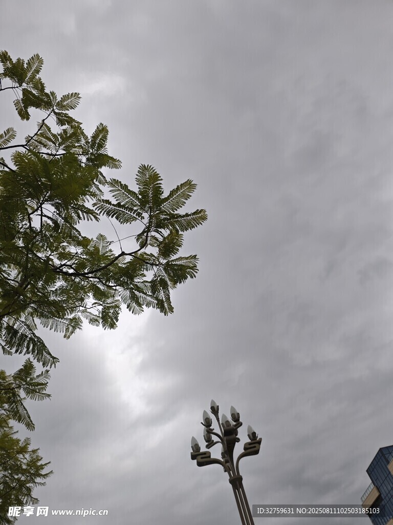 树梢之上的阴沉天空