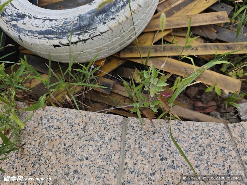 废弃轮胎旁的杂草与地面