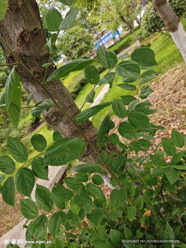 枝叶繁茂的植物景象
