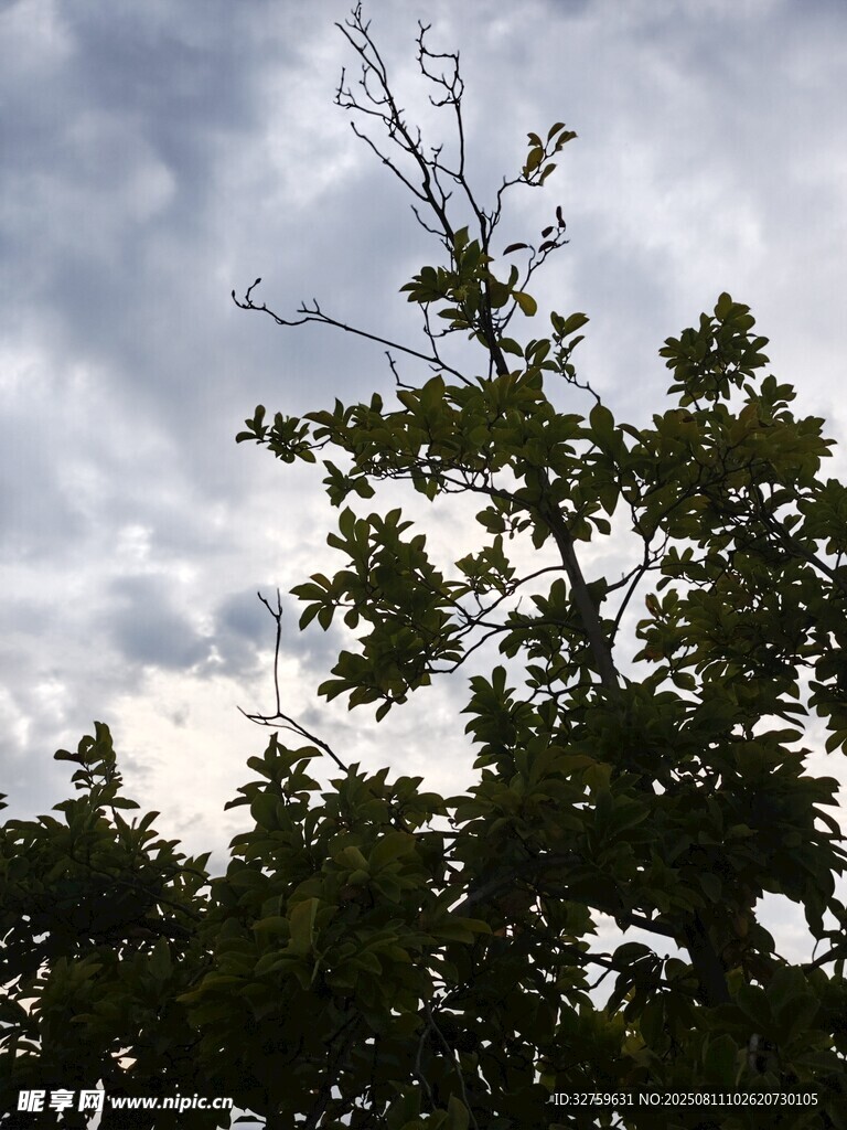 天空下的繁茂树木