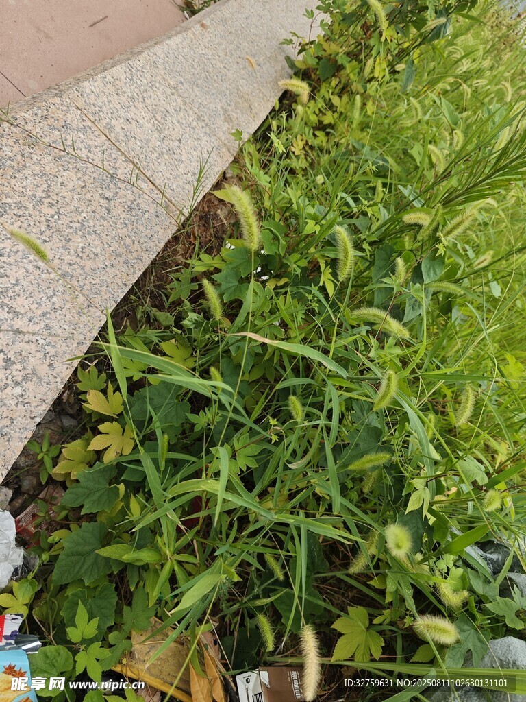 路边茂盛的绿色植物
