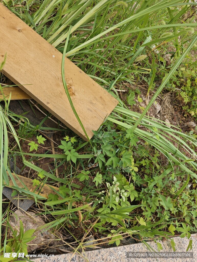 木板旁的绿色草丛