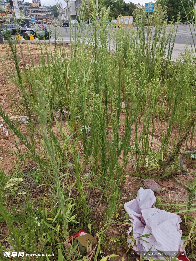 杂草丛中的废弃白色物件