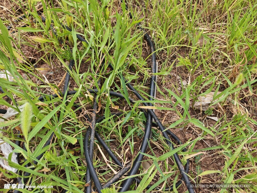 草丛中的黑色软管