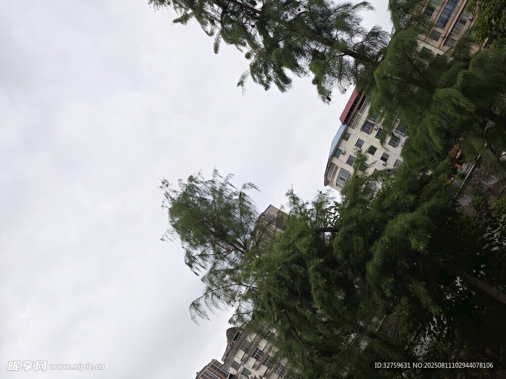 仰视绿树与灰白天空