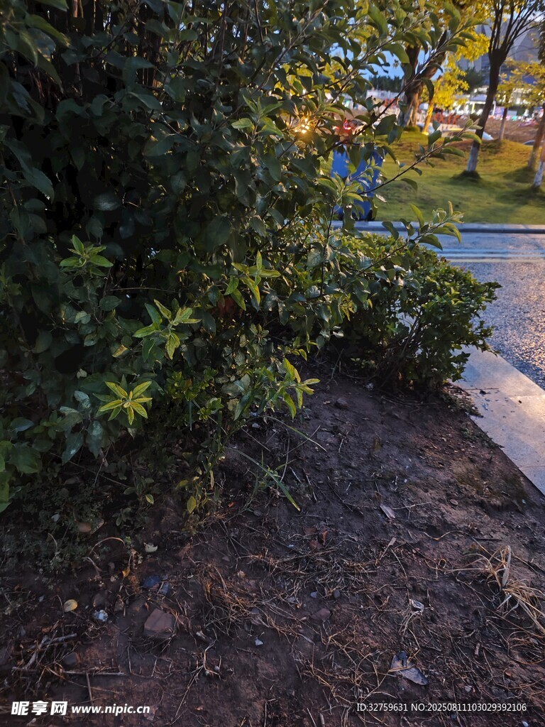 路边绿植景观