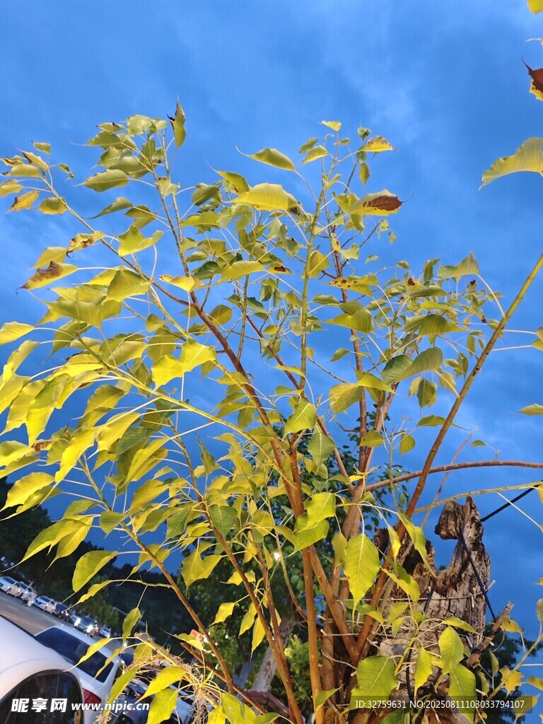 蓝天映衬下的金黄枝叶