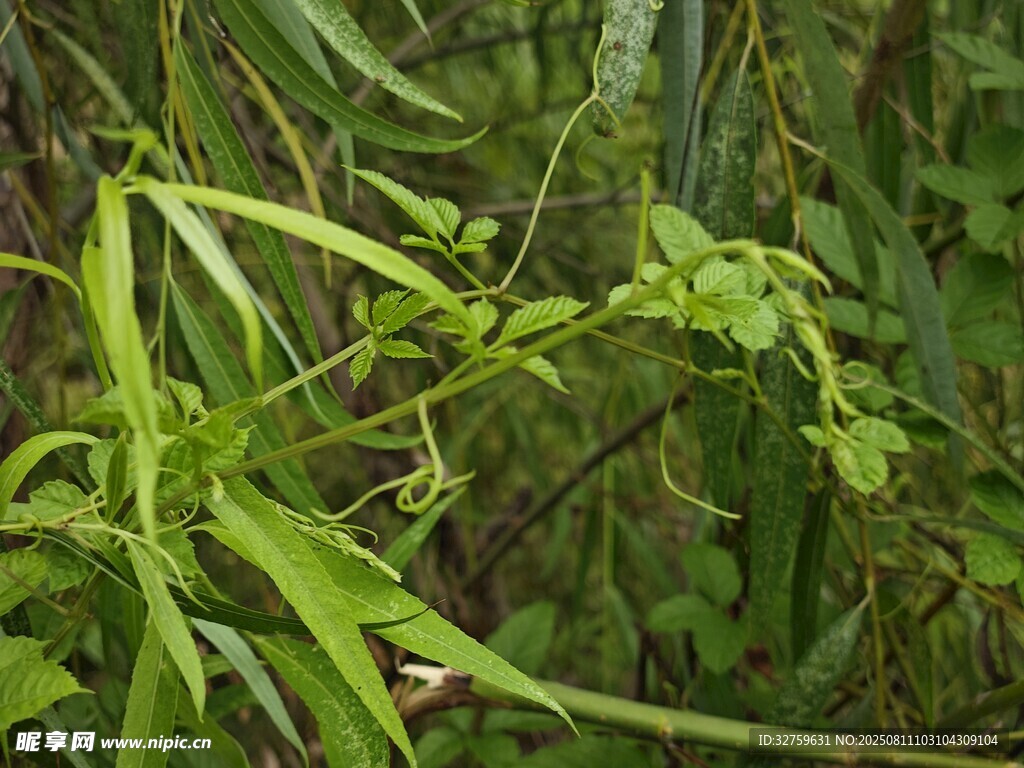 绿叶繁茂的植物景象