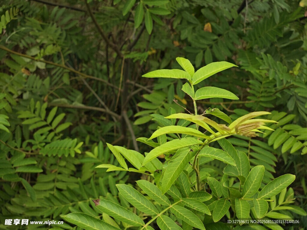 翠绿繁茂的植物枝叶