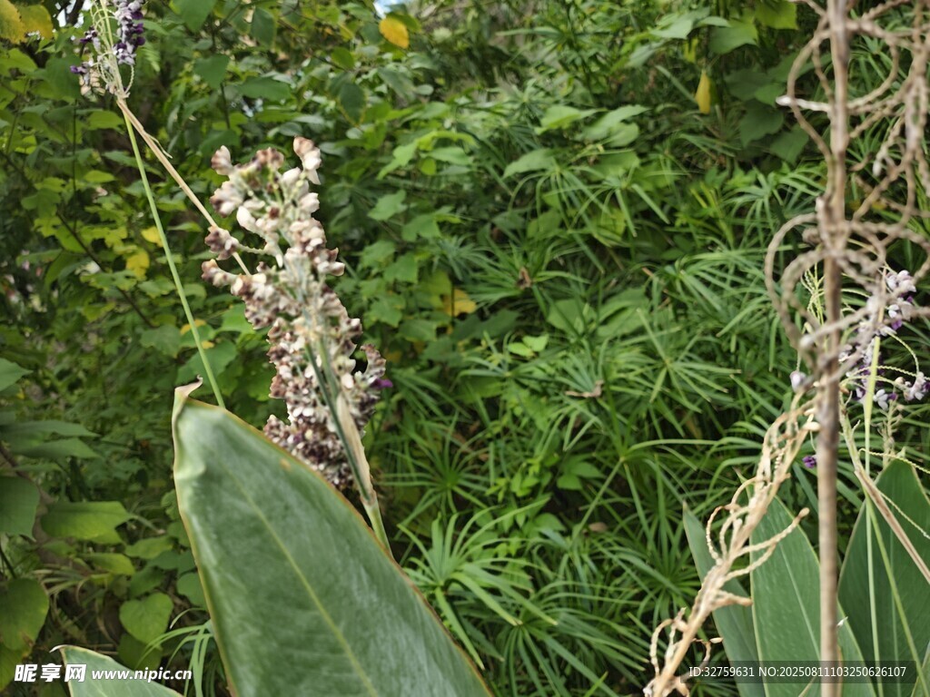 野外绿植中的独特花卉
