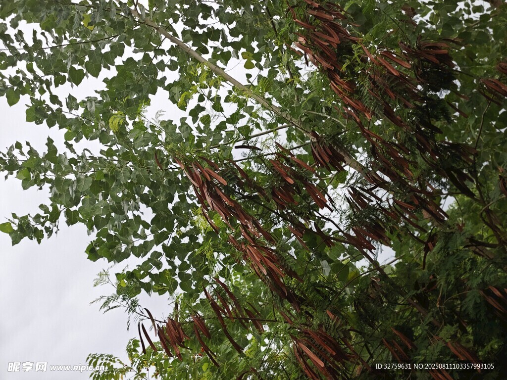 茂密树林中的繁茂枝叶