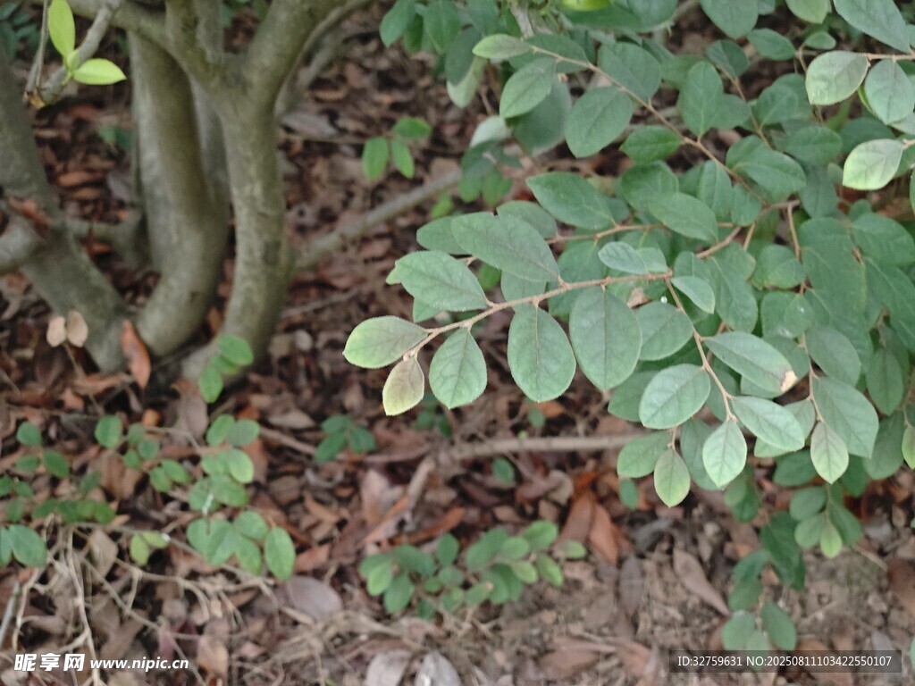 地面绿植与树干景象