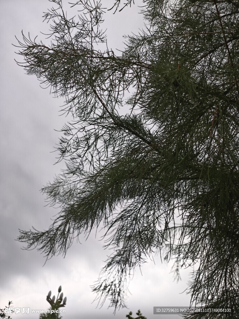 阴天树枝剪影