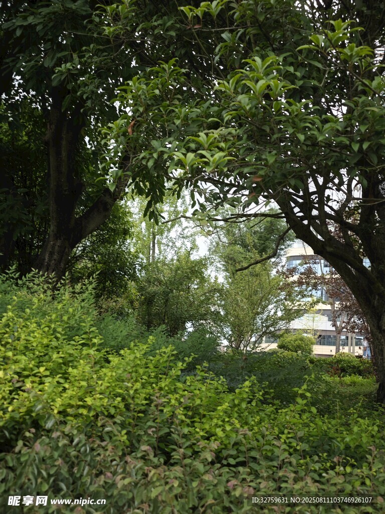 林间绿意盎然的自然景致