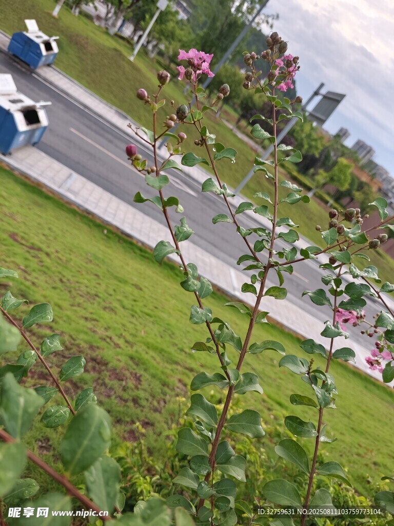 路边绽放的美丽花草