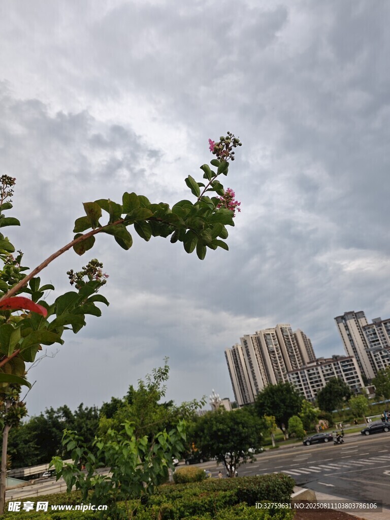 城市中绽放花朵的绿植