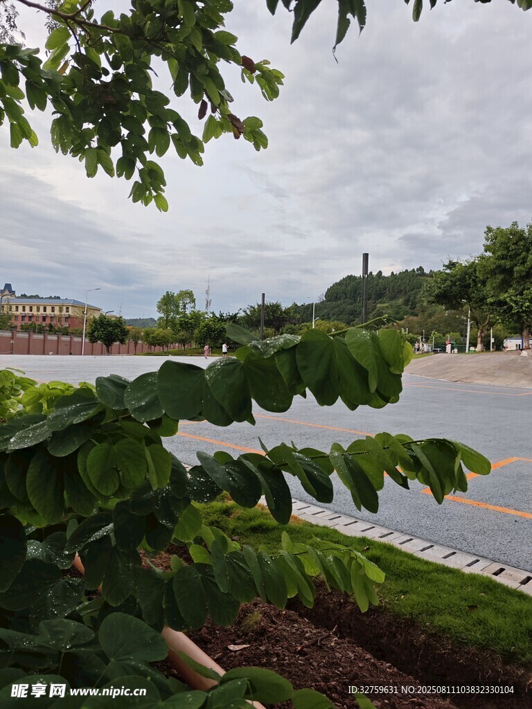 绿叶掩映下的道路风景